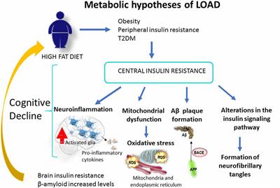 The Involvement of Peripheral and Brain Insulin Resistance in Late Onset Alzheimer’s Dementia